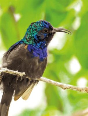  Der Sonnenvogel – Ein Symbol des Triumphs über das Dunkel und der Schönheit des Lebens!